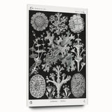 Modern Wall Art - Intricate Black-and-White Botanical Lichen Design
