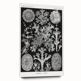 Modern Wall Art - Intricate Black-and-White Botanical Lichen Design