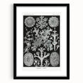 Modern Wall Art - Intricate Black-and-White Botanical Lichen Design