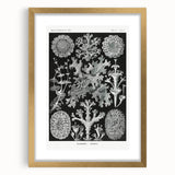 Modern Wall Art - Intricate Black-and-White Botanical Lichen Design