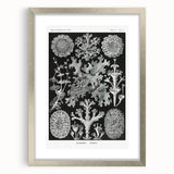 Modern Wall Art - Intricate Black-and-White Botanical Lichen Design