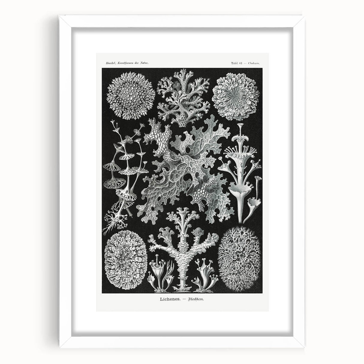 Modern Wall Art - Intricate Black-and-White Botanical Lichen Design