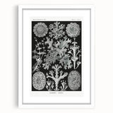 Modern Wall Art - Intricate Black-and-White Botanical Lichen Design