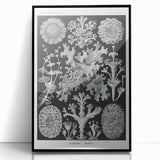 Modern Wall Art - Intricate Black-and-White Botanical Lichen Design