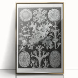 Modern Wall Art - Intricate Black-and-White Botanical Lichen Design