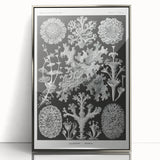 Modern Wall Art - Intricate Black-and-White Botanical Lichen Design