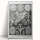 Modern Wall Art - Intricate Black-and-White Botanical Lichen Design