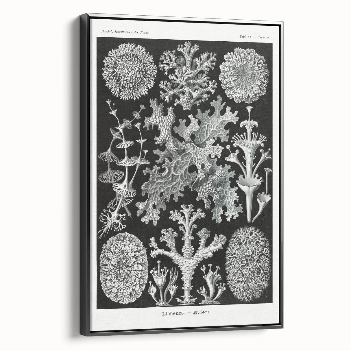 Modern Wall Art - Intricate Black-and-White Botanical Lichen Design