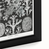 Modern Wall Art - Intricate Black-and-White Botanical Lichen Design