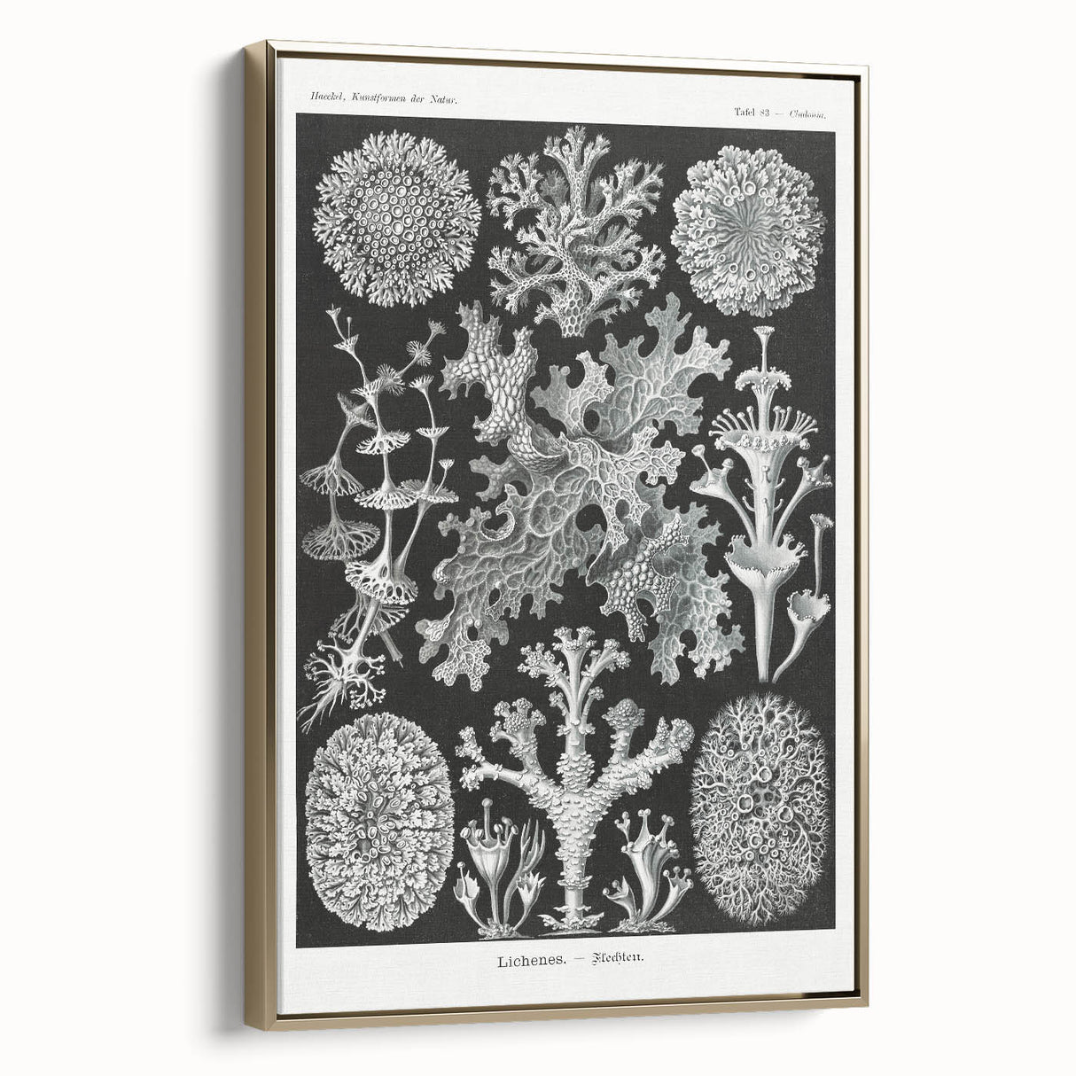 Modern Wall Art - Intricate Black-and-White Botanical Lichen Design