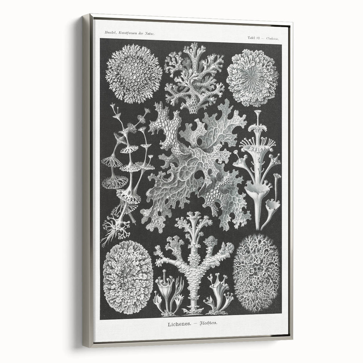 Modern Wall Art - Intricate Black-and-White Botanical Lichen Design