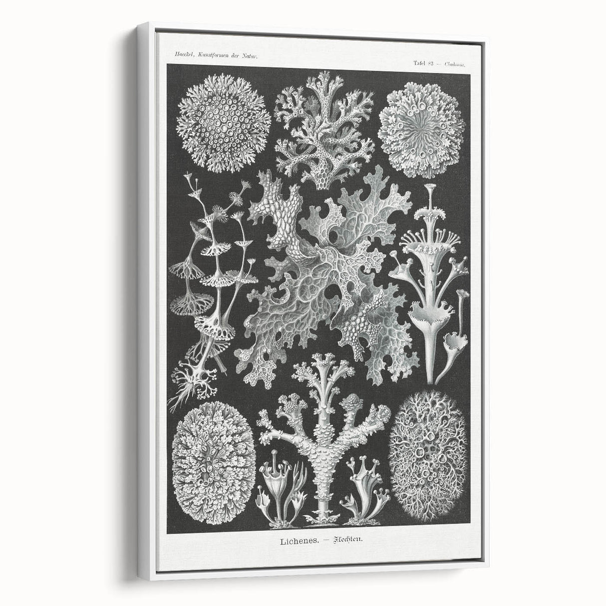Modern Wall Art - Intricate Black-and-White Botanical Lichen Design