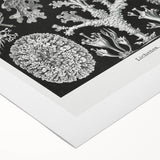 Modern Wall Art - Intricate Black-and-White Botanical Lichen Design