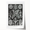 Modern Wall Art - Intricate Black-and-White Botanical Lichen Design
