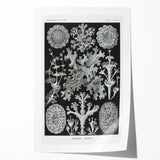 Modern Wall Art - Intricate Black-and-White Botanical Lichen Design