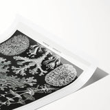 Modern Wall Art - Intricate Black-and-White Botanical Lichen Design