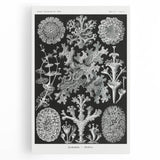 Modern Wall Art - Intricate Black-and-White Botanical Lichen Design