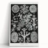 Modern Wall Art - Intricate Black-and-White Botanical Lichen Design