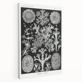 Modern Wall Art - Intricate Black-and-White Botanical Lichen Design