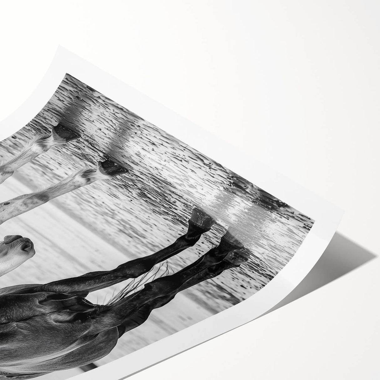 Rolled print showcasing a vibrant and whimsical illustration of 50 different animals, designed for children's decor, packaged securely in a cardboard tube for safe delivery.