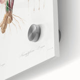 Neoclassical Botanical Print: Kaempferia Longa by Redouté - Elegant Decor