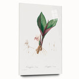 Neoclassical Botanical Print: Kaempferia Longa by Redouté - Elegant Decor