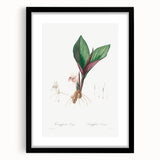 Neoclassical Botanical Print: Kaempferia Longa by Redouté - Elegant Decor