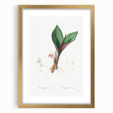 Neoclassical Botanical Print: Kaempferia Longa by Redouté - Elegant Decor