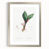 Neoclassical Botanical Print: Kaempferia Longa by Redouté - Elegant Decor