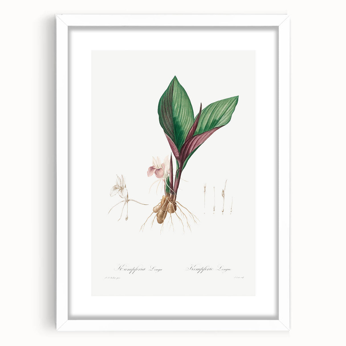 Neoclassical Botanical Print: Kaempferia Longa by Redouté - Elegant Decor