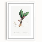 Neoclassical Botanical Print: Kaempferia Longa by Redouté - Elegant Decor
