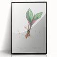 Neoclassical Botanical Print: Kaempferia Longa by Redouté - Elegant Decor