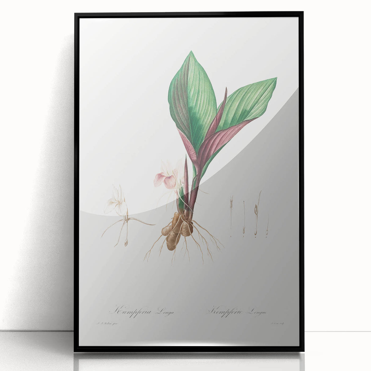 Neoclassical Botanical Print: Kaempferia Longa by Redouté - Elegant Decor