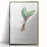 Neoclassical Botanical Print: Kaempferia Longa by Redouté - Elegant Decor