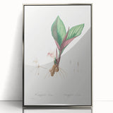 Neoclassical Botanical Print: Kaempferia Longa by Redouté - Elegant Decor