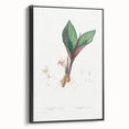 Neoclassical Botanical Print: Kaempferia Longa by Redouté - Elegant Decor