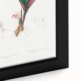 Neoclassical Botanical Print: Kaempferia Longa by Redouté - Elegant Decor