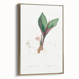 Neoclassical Botanical Print: Kaempferia Longa by Redouté - Elegant Decor