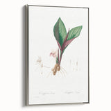 Neoclassical Botanical Print: Kaempferia Longa by Redouté - Elegant Decor