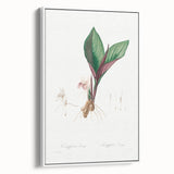 Neoclassical Botanical Print: Kaempferia Longa by Redouté - Elegant Decor