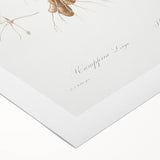 Neoclassical Botanical Print: Kaempferia Longa by Redouté - Elegant Decor