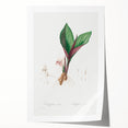 Neoclassical Botanical Print: Kaempferia Longa by Redouté - Elegant Decor