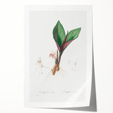 Neoclassical Botanical Print: Kaempferia Longa by Redouté - Elegant Decor