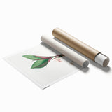 Neoclassical Botanical Print: Kaempferia Longa by Redouté - Elegant Decor