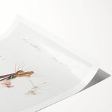 Neoclassical Botanical Print: Kaempferia Longa by Redouté - Elegant Decor