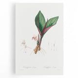 Neoclassical Botanical Print: Kaempferia Longa by Redouté - Elegant Decor
