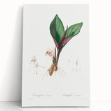 Neoclassical Botanical Print: Kaempferia Longa by Redouté - Elegant Decor
