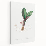 Neoclassical Botanical Print: Kaempferia Longa by Redouté - Elegant Decor