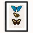 Romanticism Art: Butterfly Illustrations on Historical Canvas Print