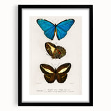 Romanticism Art: Butterfly Illustrations on Historical Canvas Print